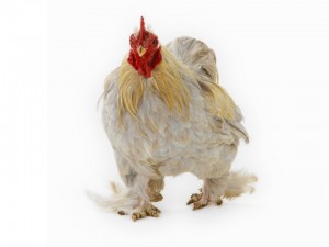 Whoops! The chicken has run away! Please re-load to capture him!