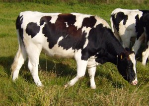 holstein-cow_w725_h517